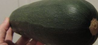 blimp sized zucchini
